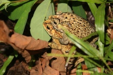 아시아검은안경두꺼비 from Java, Bogor, West Java, ID on... iNaturalist 아시아검은안경두꺼비 (Duttaphrynus melanostictus)