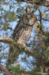 칡부엉이 in 11월 2007 by Terry Sohl · iNaturalist 칡부엉이 (Asio otus)