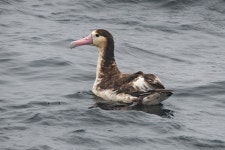 알바트로스 from Kurilskiy rayon, RU-SL, RU on 2019년 06월... at this location. · iNaturalist 알바트로스 (Phoebastria albatrus)
