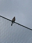 직박구리 from Nagasaki on 2024년 12월 10일 (화) at 08:55 오전 by chalor · iNaturalist 직박구리 (Hypsipetes amaurotis)