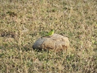 녹색벌잡이새 from QW38+8WM Ekrukh talao, Ekrukh, Maharashtra 413002, India on 2024년 12월 10일 (화) at 04:53 오후 by Om... 