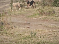 후투티 from QW38+8WM Ekrukh talao, Ekrukh, Maharashtra 413002, India on 2024년 12월 10일 (화) at 05:23 오후 by Om... 