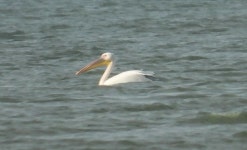 큰사다새 from Одесская область, Украина... Фоміна · iNaturalist 큰사다새 (Pelecanus onocrotalus)