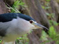 해오라기 from 台灣臺北 on 2024년 12월 16일 (월) at 10:23 오전 by 大俠 · iNaturalist 해오라기 (Nycticorax nycticorax)