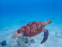 바다거북 in 12월 2024 by omai · iNaturalist 바다거북 (Chelonia mydas)