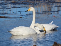 큰고니 from Sugaomachi, Joso, Ibaraki 303-0044, Japan on 2024년... 大白鳥, Oohakuchou. · iNaturalist 큰고니 (Cygnus cygnus)