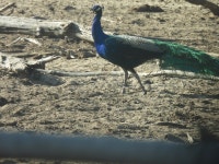인도공작 from 890碧山 on 2024년 12월 30일 (월) at 09:37 오전 by roarlan · iNaturalist 인도공작 (Pavo cristatus)