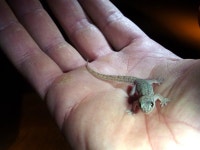 Gehyra variegata from Kalbarri National Park WA 6536, Australia on 2010년 10월 03일 (일) at 04:10 오후 by Fernando Mateos... 