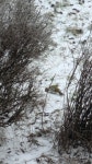Picus viridis from Desselbrunn, Österreich on 2025년 01월 06일 (월) at 10:59 오전 by j4815 · iNaturalist Picus viridis