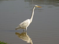 중대백로 from Parque Ipanema, Ipatinga - MG, Brasil on 2019년 07월 03일 (수) by Renata Xavier · iNaturalist 중대백로 (Ardea alba)