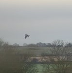 분홍가슴비둘기 from Hertfordshire, England, GB on 2025년 01월 08일 (수) at 12:11 오후 by Amaël Borzée · iNaturalist... 