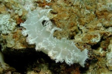 Tritoniopsis elegans from Daanbantayan, PH-CB, PH on 2002년 02월 26일 (화) by Erwin Koehler. divesite: Lapus-Lapus, size 72 mm... 