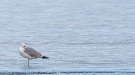 카스피해갈매기 from 88422 Bad Buchau, Deutschland on 2025년... 오후 by Wolfgang · iNaturalist 카스피해갈매기 (Larus cachinnans)