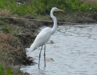 중대백로 from 734台灣台南市六甲區 on 2025년 01월 11일 (토) at 12:46 오후 by garlice99 · iNaturalist 중대백로 (Ardea alba)