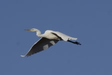 중대백로 from 2562 Порт, Швейцария on 2023년 10월 21일 (토) at 10:18 오전 by Анна Гуляева · iNaturalist... 