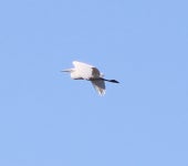 중대백로 from Laguna de Santa Rosa Trail, 6303 CA-12, Santa Rosa, CA 95409, USA on 2025년 01월 14일 (화) at 01:58 오후 by... 