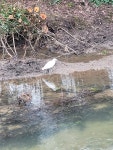 쇠백로 from 61500 Sées, France on 2025년 01월 19일 (일) at 03:59 오후 by Léa PL. · iNaturalist 쇠백로 (Egretta garzetta)
