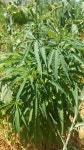 삼 from Saaideh, Lebanon on 2019년 07월 29일 (월) at 12:13 오후 by Mohammad Marafi · iNaturalist 삼 (Cannabis sativa)