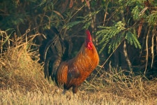 닭 from Great Inagua, BS on 2025년 01월 22일 (수) at 07:02 오전 by M.R. Perry · iNaturalist 닭 (Gallus gallus)