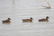 청둥오리 from Division No. 14, Manitoba, Canada on 2016년... 오전 by Donna Pomeroy · iNaturalist 청둥오리 (Anas platyrhynchos)