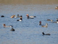 물닭 from VVV9+X37, Mandirgarh, Rajasthan 325003, India on 2025년 02월 01일 (토) at 10:00 오전 by SONU KUMAR · iNaturalist... 