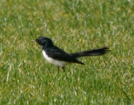 Rhipidura leucophrys from Centennial Park, Sydney, New South Wales, Australia on 2013년 08월 22일 (목) at 09:39 오전 by sea... 