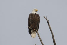 흰머리수리 from Cass County, NE, USA on 2025년 02월 02일... by Eli Weber · iNaturalist 흰머리수리 (Haliaeetus leucocephalus)