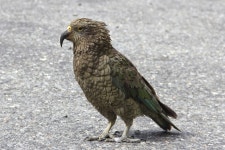 케아앵무 from Selwyn District, Canterbury, New Zealand on... 06:58 오전 by Ray Turnbull · iNaturalist 케아앵무 (Nestor notabilis)