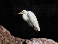 중백로 from Sodagaran Mohalla, Jodhpur, Rajasthan 342001, India on 2025년 02월 07일 (금) at 10:35 오전 by Denzil Britto... 