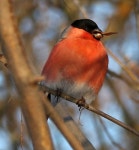 멋쟁이새 from Муром, Владимирская обл.... 오후 by Eduard I. Vatutin · iNaturalist 멋쟁이새 (Pyrrhula pyrrhula)
