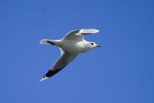 갈매기 from Земунски кеј, Београд... at 12:07 오후 by Vladislav Kurakhtenkov · iNaturalist 갈매기 (Larus canus)