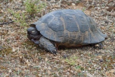 그리스거북 in 9월 2024 by Naka Kavourinou · iNaturalist 그리스거북 (Testudo graeca)