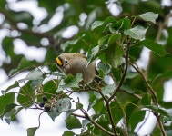 상모솔새 from Kopstal, Luxemburg on 2025년 02월 11일 (화) at 03:25 오후 by serfhof · iNaturalist 상모솔새 (Regulus regulus)