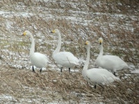 큰고니 from Halden Municipality, Norway on 2025년 02월 13일 (목) at 02:29 오후 by Mika Tomta · iNaturalist 큰고니 (Cygnus cygnus)