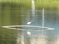 쇠백로 from Yishun Pond Park, Singapore, SG, SG on 2025년 02월 15일 (토) at 09:39 오전 by goldenfinger81 · iNaturalist... 
