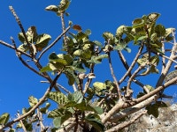 Ficus vasta from Sokotra on 2025년 02월 10일 (월) at 07:43 오전 by irule · iNaturalist Ficus vasta