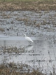 중대백로 from Norwich NR5, UK on 2025년 02월 21일 (금) at 11:23 오전 by Nathaniel Bell · iNaturalist 중대백로 (Ardea alba)