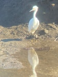 Egretta thula from Carpinteria Salt Marsh Reserve, Carpinteria, CA, US on 2025년 02월 21일 (금) at 09:43 오전 by Leslie Huerta... 