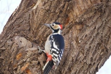 오색딱따구리 from Nankai District, Tianjin, China on 2024년... 오후 by a-lpcas · iNaturalist 오색딱따구리 (Dendrocopos major)