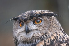 수리부엉이 from 36500 Neuillay-les-Bois, France on 2024년 02월... at 09:46 오전 by blanger · iNaturalist 수리부엉이 (Bubo bubo)