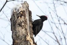 까막딱따구리 from Ленинский р-н, Пенза... Попова Ольга · iNaturalist 까막딱따구리 (Dryocopus martius)