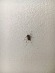 아롱가죽거미 in 8월 2019 by Michael. In a bathroom · iNaturalist 아롱가죽거미 (Scytodes thoracica)