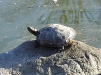 붉은귀거북 from München-Sendling-Westpark, Deutschland on... iNaturalist 붉은귀거북 (Subspecies Trachemys scripta elegans)
