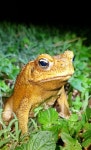 사탕수수두꺼비 from East Mackay QLD, Australia on 2025년... by thenakedenviro · iNaturalist 사탕수수두꺼비 (Rhinella marina)