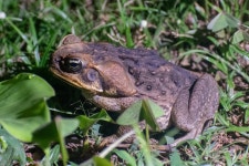 사탕수수두꺼비 from Maricao Afuera, Maricao 00606, Puerto Rico... by arobey63 · iNaturalist 사탕수수두꺼비 (Rhinella marina)
