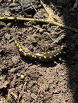 Ambystoma maculatum from Mount Vernon, IN, US on 2025년 03월 18일 (화) at 11:55 오전 by jemmack · iNaturalist Ambystoma maculatum