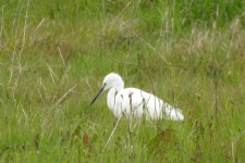 쇠백로 from Seda, 7440, Portugal on 2025년 03월 22일 (토) at 06:39 오후 by David Pereira · iNaturalist 쇠백로 (Egretta garzetta)