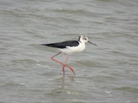 장다리물떼새 from 本州, 川越市, 埼玉県, JP on 2025년 03월... 오전 by ts04 · iNaturalist 장다리물떼새 (Himantopus himantopus)