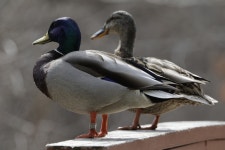 청둥오리 from Woburn, MA, USA on 2025년 03월 18일 (화) at 12... by Claire ONeill · iNaturalist 청둥오리 (Anas platyrhynchos)