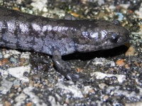 Ambystoma texanum in 3월 2025 by Sam Hartzler · iNaturalist Ambystoma texanum